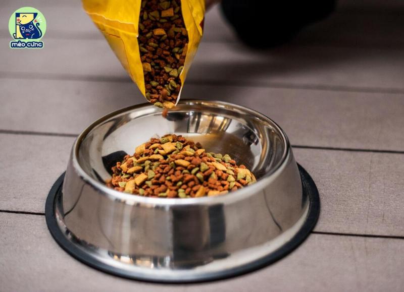 Chó mẹ ăn hạt dinh dưỡng chuyên dụng cho chó mẹ đang cho con bú